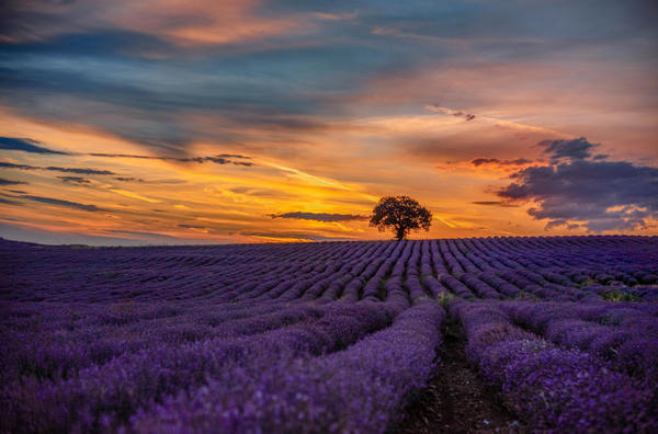 what colors go well with lilac